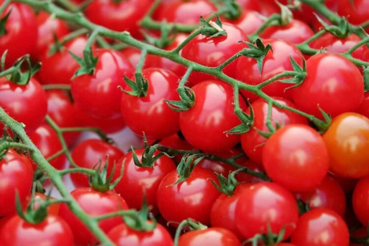 Лучшие сорта томатов для выращивания в теплице