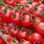 Лучшие сорта томатов для выращивания в теплице